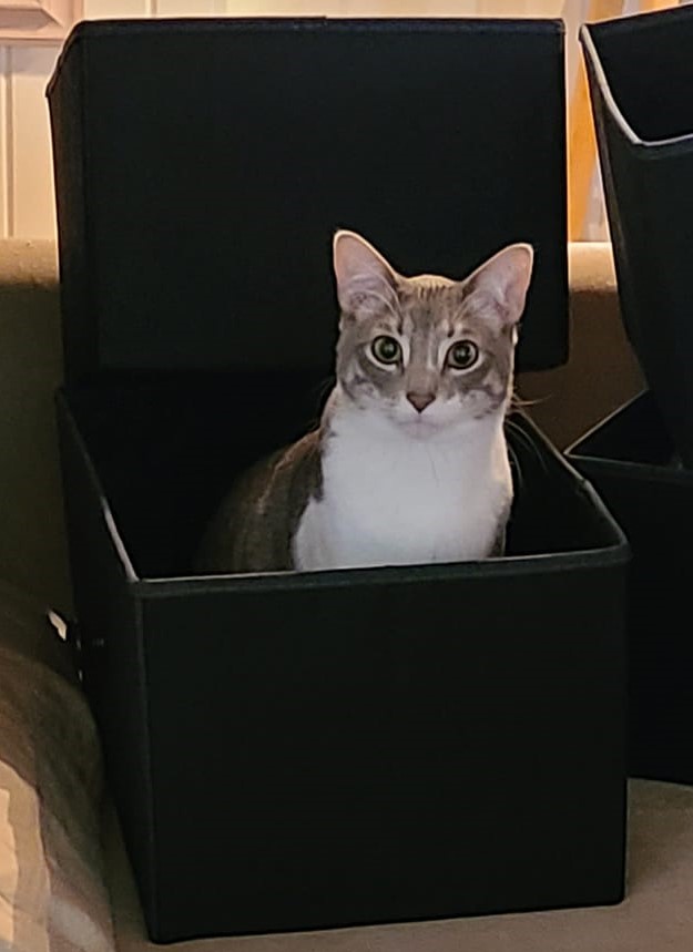 Kitty in a box