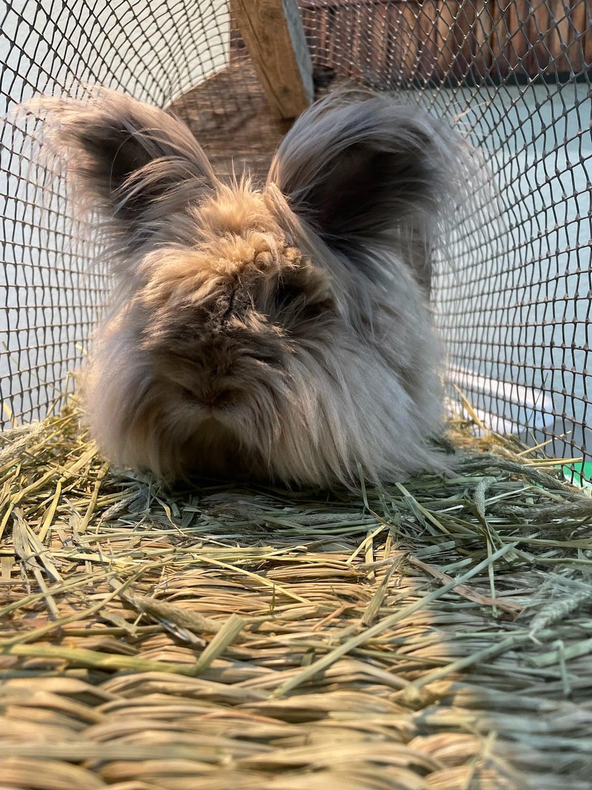 Lionhead rabbit