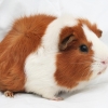 Guinea Pig