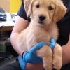 Golden Retriever Puppy